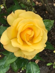 Queen Mary’s Rose Garden. | Mindfully Bertie