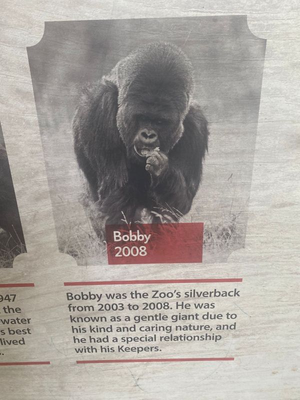 Two years without Bobby: A picture of Bobby the Silverback.